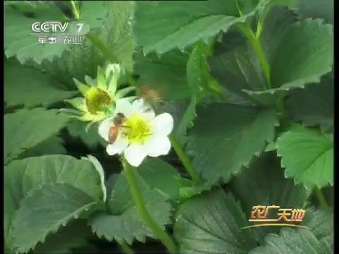 草莓种植 技术(642.04M)